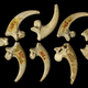 Illustration for article titled Neanderthals Used Eagle Talons To Make Some Seriously Badass Jewelry